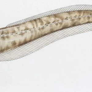 Fishes: Ophidiiformes Carapidae, Pearl fish (Carapus acus ), illustration