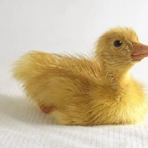 Fluffy yellow Aylesbury duckling, seated, side view