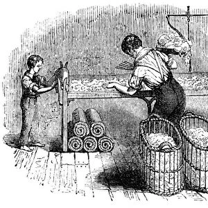 Forming cotton into laps so that it could be put into the carding machine