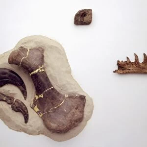 Fossilised Claw Bones from Baryonyx walkeri
