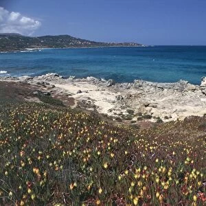 France, Corsica, Haute Corse, Ile-Rousse, Vallitone, Blooming along rocky coast
