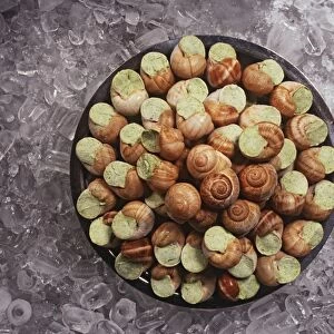 France, Paris, plate of edible snails with herb butter on ice in charcuterie
