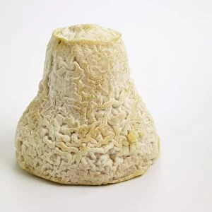 French bell-shaped Clochette goats milk cheese with natural mould on rind
