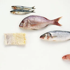 Freshly caught fish, including, from top to bottom, Sardines, Sea Bream, Sea Bass, Whitebait and Red Mullet, and a piece of Salt Cod, side view
