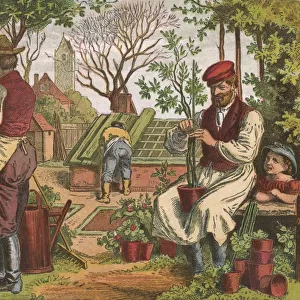 Gardening. In the foreground gardeners are pruning, left, and staking a potted plant, right