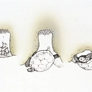 Geen turtle (chelonia mydas) laying eggs in sand, illustration