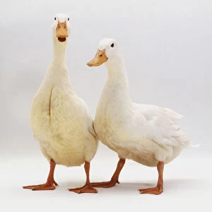 Two geese (Anserinae) standing