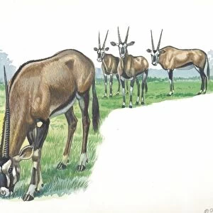 Gemsbok Oryx gazella, illustration