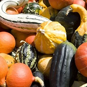 Germany, Bavaria (Bayern) state, Bad Reichenhall town, colourful squashes and pumpkins at the local market
