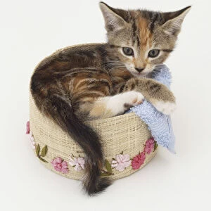 Ginger and brown tabby kitten curled up in a small round basket, facing forward