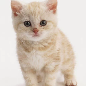 Ginger kitten with tabby markings, standing, fluffy white chest fur, pink nose, round green eyes, front paws planted close together, looking at camera, front view