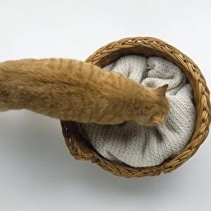 Ginger and white mackerel tabby cat walking into wicker pet bed with comfortable