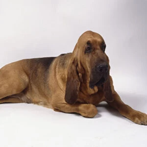 A glossy brown bloodhound with long pendulous ears and drooping jowls lies on the floor with its front right paw tucked under