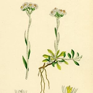 Gnaphalium dioicum, var. genuinum, Mountain Everlasting, var. a
