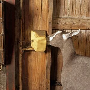 Goat licking block of minerals in goat house