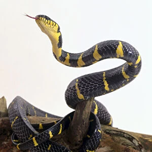 Gold-ringed Cat Snake (Boiga dendrophila) coiled over log, upper body raised up and tongue out