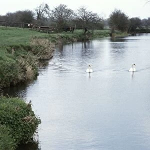 Great Britain, England, Cambridgeshire, Grantchester, pair of swans on the River Cam