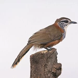 Greater necklaced laughing thrush (Garrulax pectoralis) perching on tree stump, side view