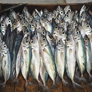 Greece, Crete, Rethymno market, fresh fish on sale