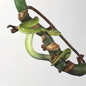 Green tree snake wrapped around a bough