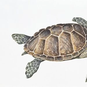 Green turtle (chelonia mydas), illustration