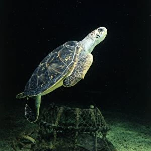 Green turtle (Chelonia mydas) swimming, side view