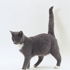 Grey cat with white paws and white around its neck, side view