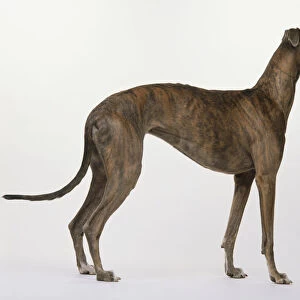 Greyhound (Canis familiaris) standing, side view