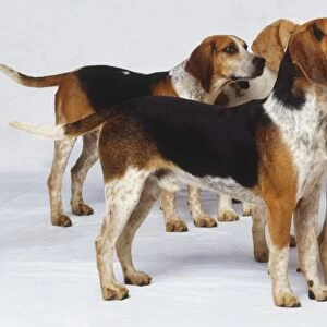 Group of English Foxhounds (Canis familiaris) standing facing the same direction, side view