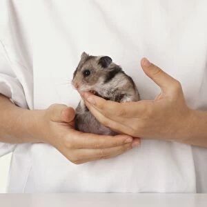 Hamster (Cricetus cricetus) being held in pair of hands, close up