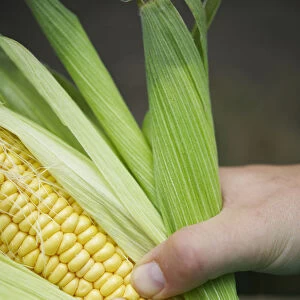 Hands holding corn cob