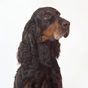 A handsome Gordon setter with a black coat, a tan muzzle, and wavy-haired ears. Head and neck only