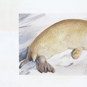 Harbor Seal (Phoca vitulina), illustration