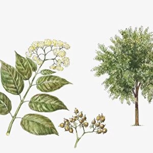 Haronga (Harungana madagascariensis) plant with flower, leaf and fruit, illustration