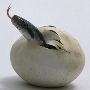 Head of a ratsnake, with its tongue out and tasting the air, emerging from an egg