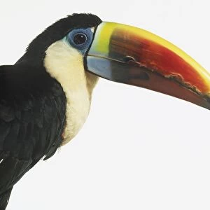 Head of Red-Billed Toucan (Ramphastos Tucanus), side view