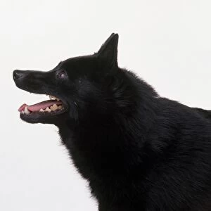 Head and shoulders of a Schipperke dog, side view