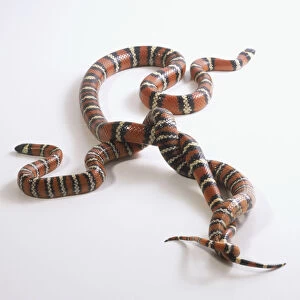 Over head view of entwined, mating Californian Mountain King Snakes