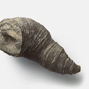 Heliophyllum (Rugose coral), fossil, Devonian era