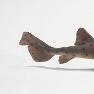 Horn Shark (Heterodontus francisci), side view