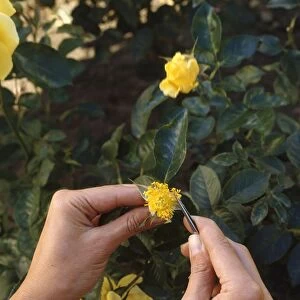 Hybridising roses, using tweezers to remove stamen from a yellow rose, close-up