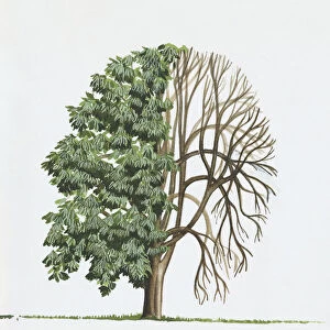 Illustration of Aesculus indica (Indian horse chestnut), a deciduous tree showing shape of canopy and summer leaves or foliage and bare winter branches