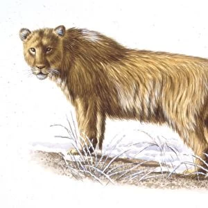 Illustration of Cave lion
