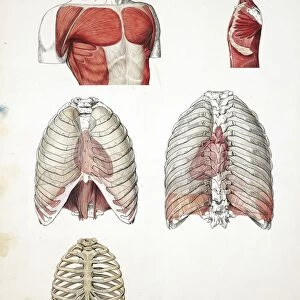 Illustration of chest, muscles, serous membranes and ribcage