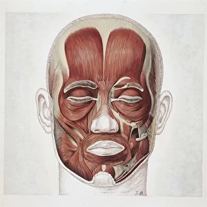 Illustration of human face muscles