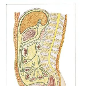 Illustration of male peritoneum