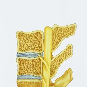 Illustration showing cross section of vertebrae and spinal canal