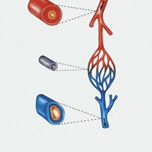 Illustration showing human circulatory system