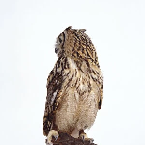 Indian Eagle-Owl (Indian Eagle-Owl) front view with head in profile showing banded