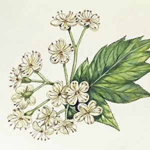 Inflorescence Corymb, illustration